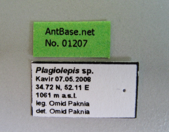 Foto Plagiolepis sp. Label