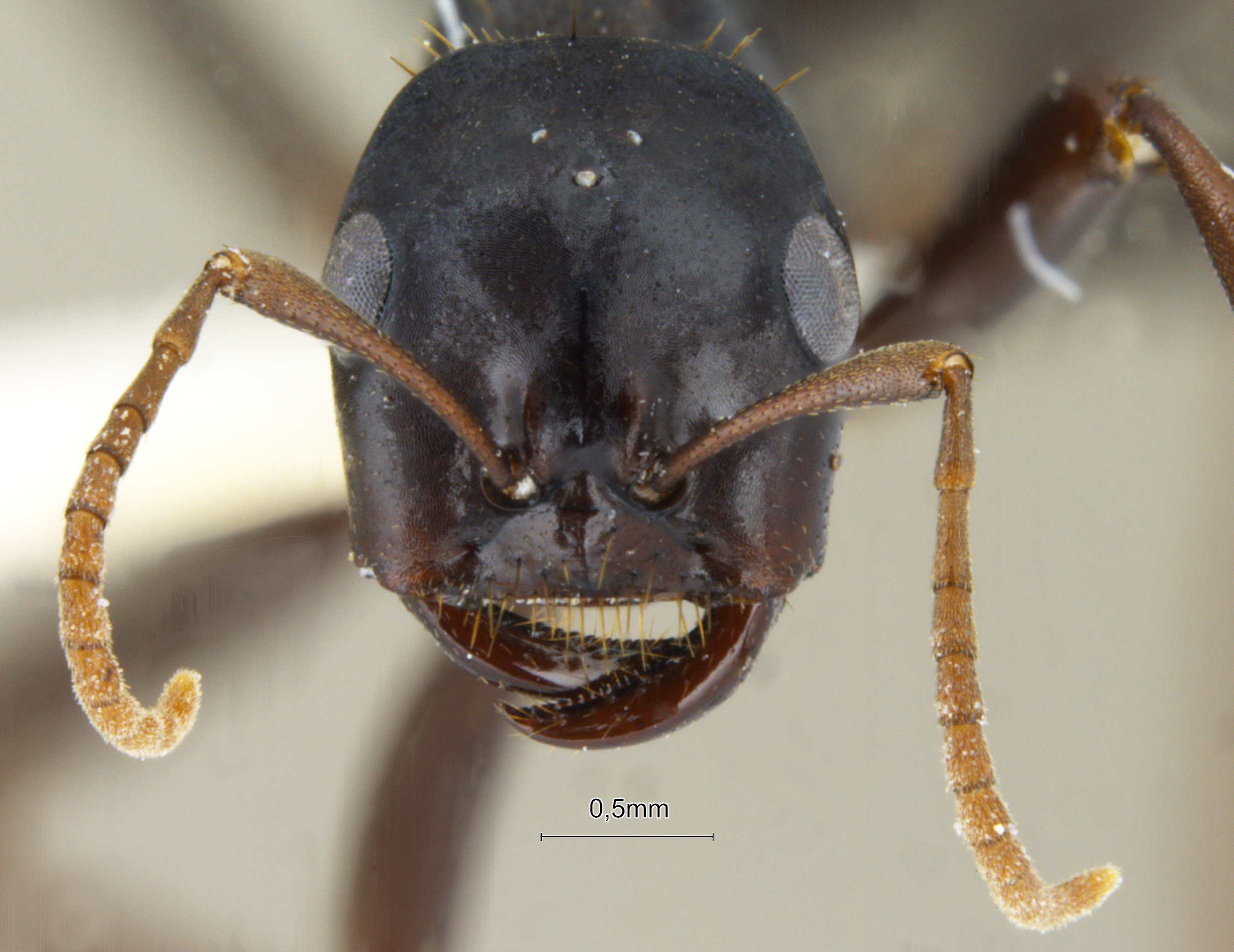 Foto Polyergus nigerrimus Marikovsky, 1963 frontal