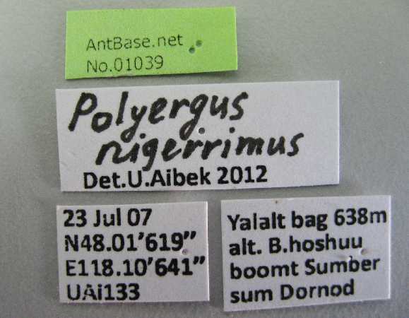 Foto Polyergus nigerrimus Marikovsky, 1963 Label