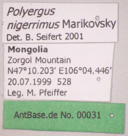 Foto Polyergus nigerrimus Marikovsky, 1963 Label