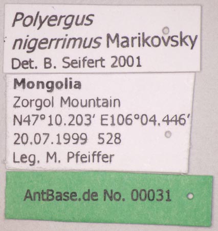 Polyergus nigerrimus Marikovsky, 1963 Label