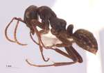 Polyergus nigerrimus Marikovsky, 1963 lateral