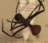 Polyrhachis 16 dorsal