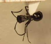 Polyrhachis 2 dorsal