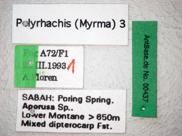 Foto Polyrhachis 3 Label