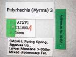 Polyrhachis 3 Label