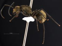 Polyrhachis 3 lateral