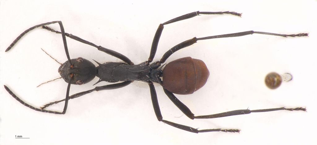 Foto Polyrhachis abdominalis Smith, 1858 dorsal