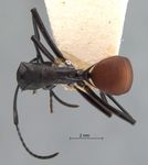 Polyrhachis abdominalis Smith, 1858 dorsal