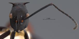 Polyrhachis abdominalis Smith, 1858 frontal