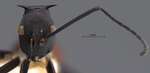 Polyrhachis abdominalis Smith, 1858 frontal