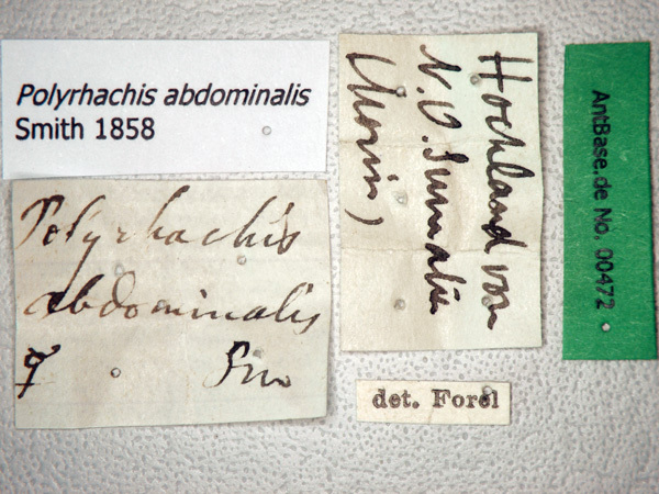 Foto Polyrhachis abdominalis Smith, 1858 Label