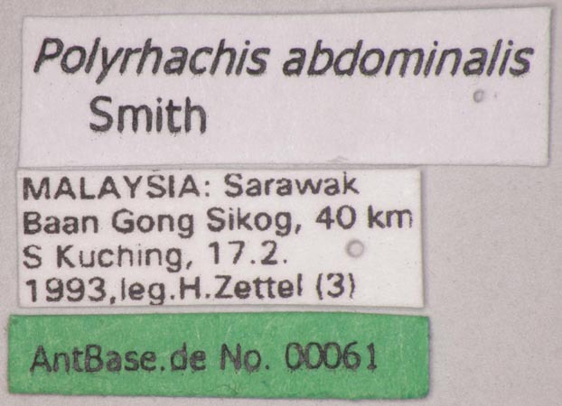 Foto Polyrhachis abdominalis Smith, 1858 Label