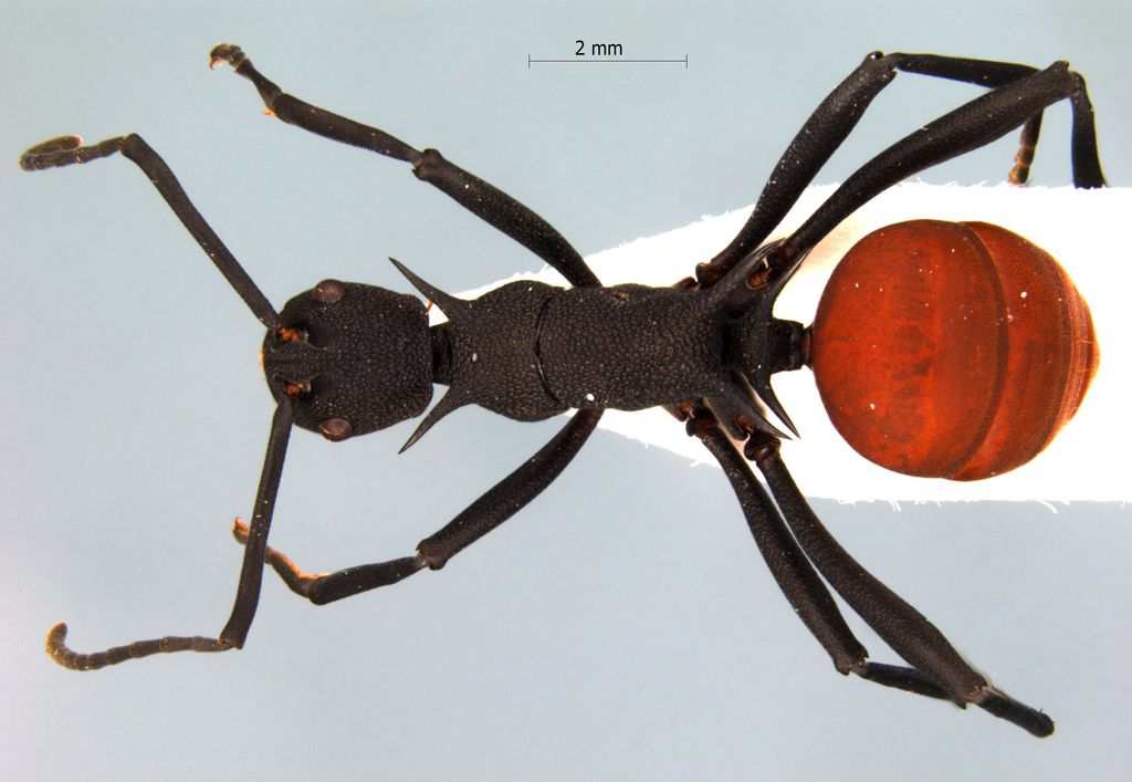 Foto Polyrhachis armata Le Guillou,1842 dorsal