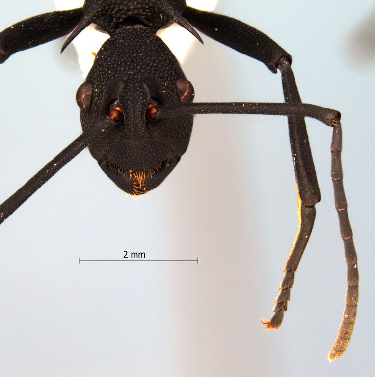 Foto Polyrhachis armata Le Guillou,1842 frontal