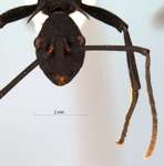 Polyrhachis armata Le Guillou,1842 frontal