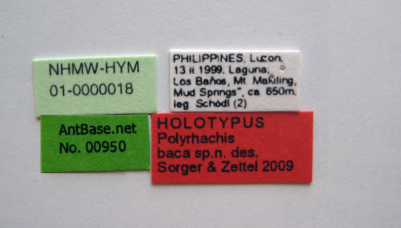 Foto Polyrhachis baca Sorger & Zettel, 2009 Label