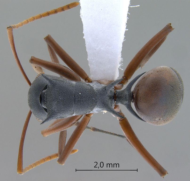 Foto Polyrhachis basirufa Emery, 1900 dorsal