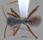 Polyrhachis basirufa Emery, 1900 dorsal