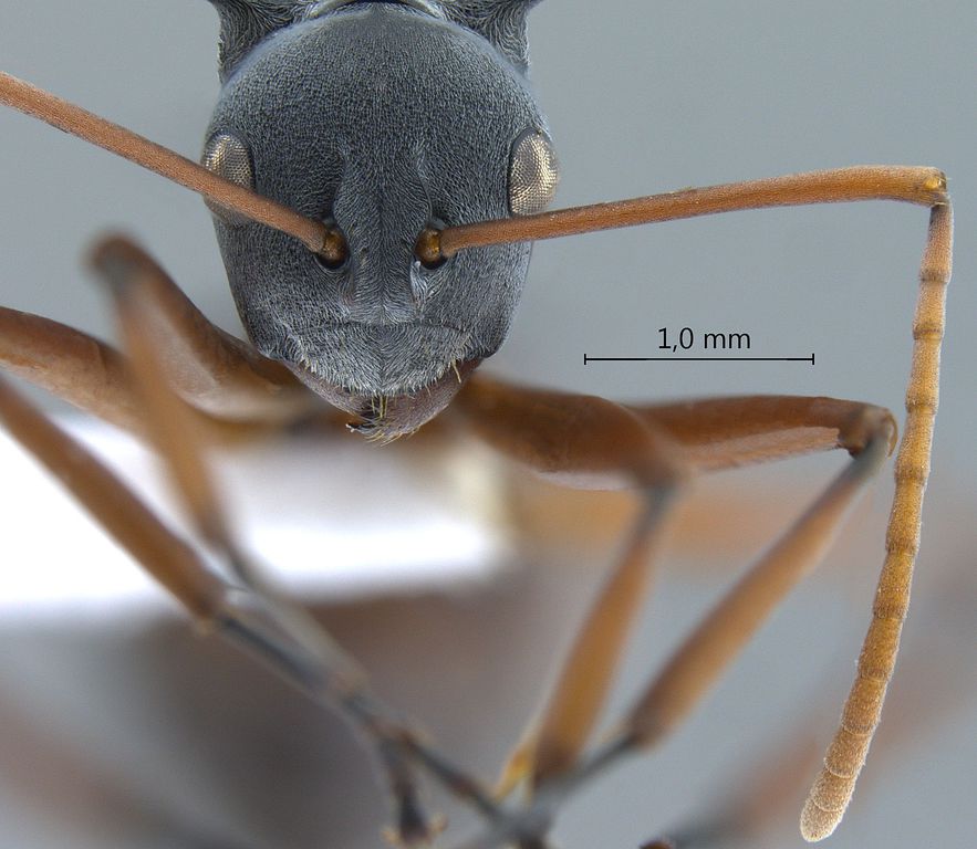 Foto Polyrhachis basirufa Emery, 1900 frontal