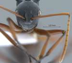 Polyrhachis basirufa Emery, 1900 frontal