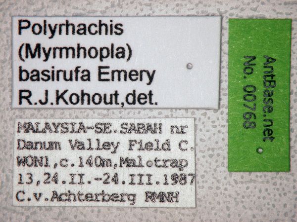 Foto Polyrhachis basirufa Emery, 1900 Label