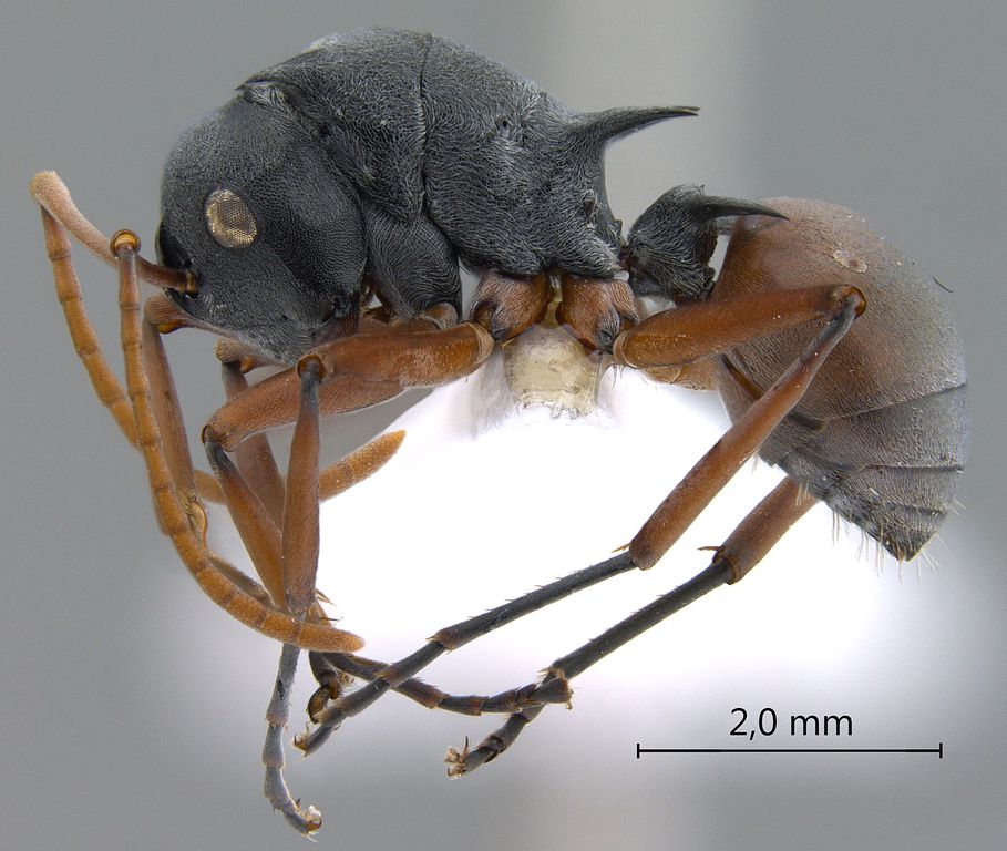 Foto Polyrhachis basirufa Emery, 1900 lateral