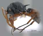 Polyrhachis basirufa Emery, 1900 lateral