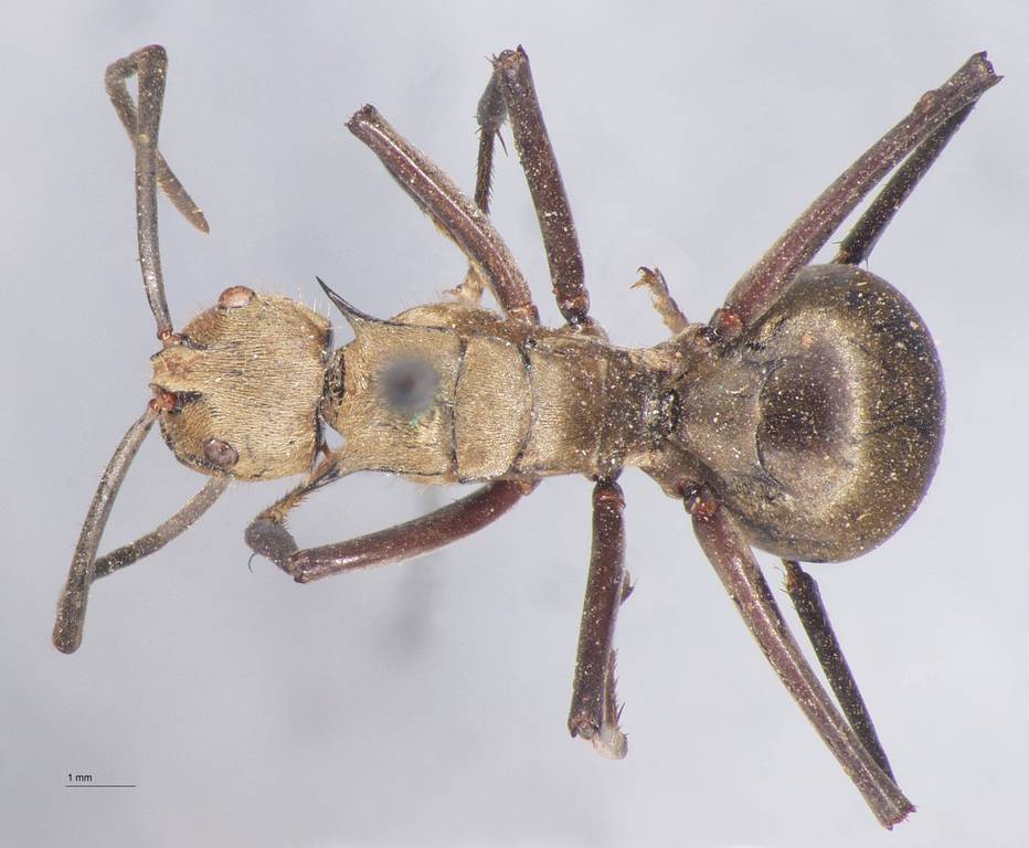 Foto Polyrhachis beccarii Mayr, 1872 dorsal