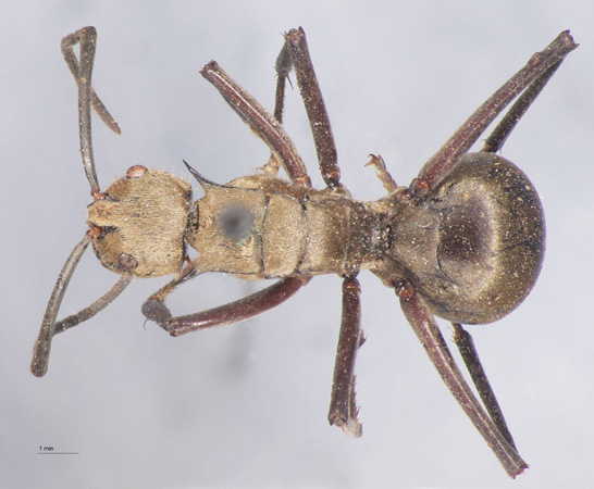 Polyrhachis beccarii Mayr, 1872 dorsal