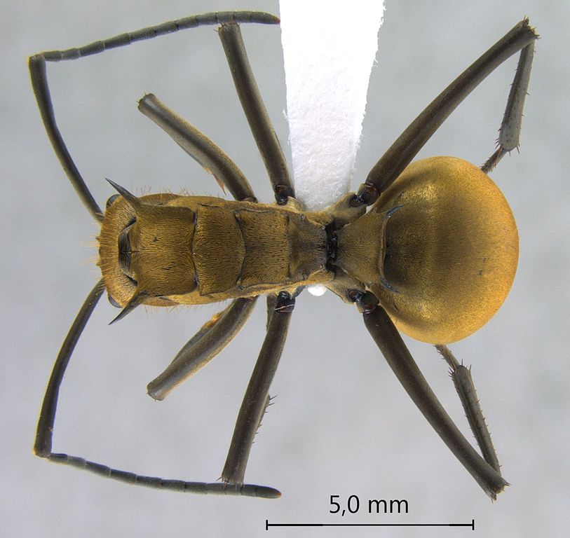 Foto Polyrhachis beccarii Mayr, 1872 dorsal