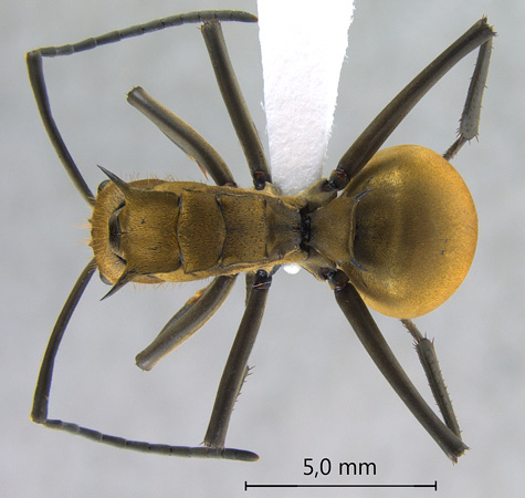 Polyrhachis beccarii Mayr, 1872 dorsal