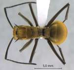 Polyrhachis beccarii Mayr, 1872 dorsal