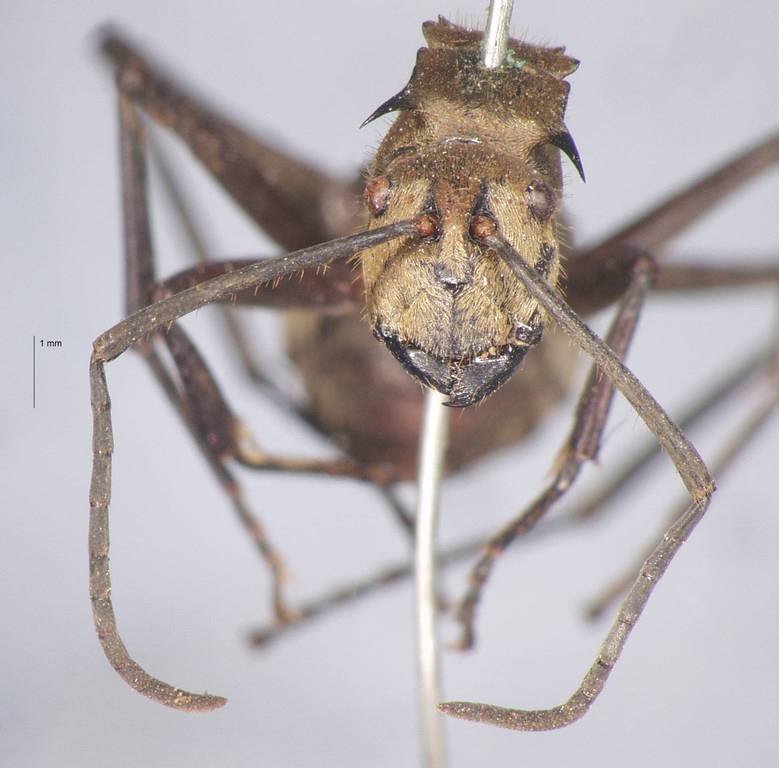 Foto Polyrhachis beccarii Mayr, 1872 frontal