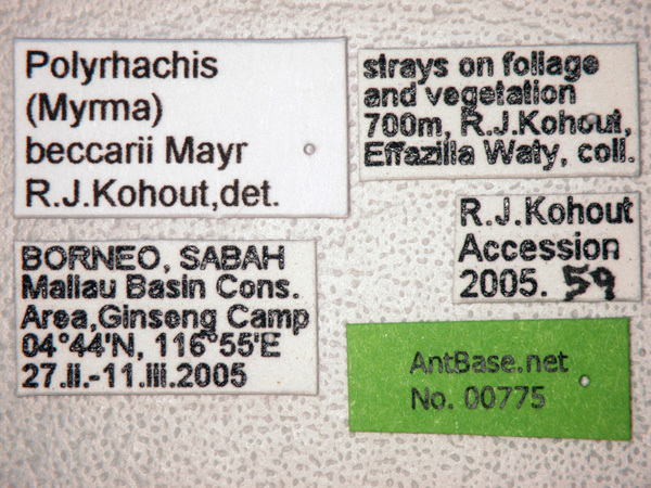 Foto Polyrhachis beccarii Mayr, 1872 Label