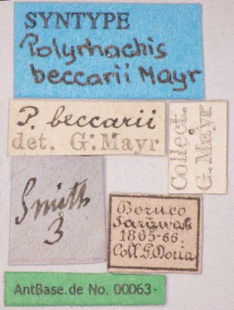 Foto Polyrhachis beccarii Mayr, 1872 Label