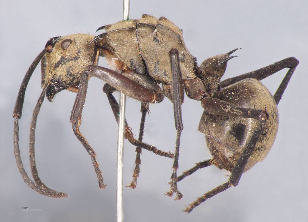 Foto Polyrhachis beccarii Mayr, 1872 lateral
