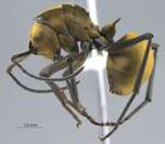 Polyrhachis beccarii Mayr, 1872 lateral