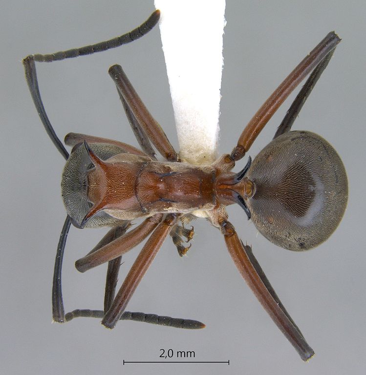 Foto Polyrhachis bellicosa Smith, 1859 dorsal