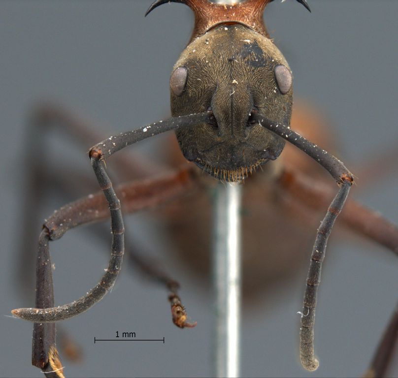Foto Polyrhachis bellicosa Smith, 1859 frontal