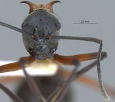 Polyrhachis bellicosa Smith, 1859 frontal