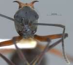 Polyrhachis bellicosa Smith, 1859 frontal
