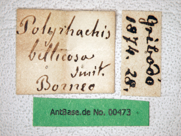 Foto Polyrhachis bellicosa Smith, 1859 Label