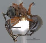 Polyrhachis bellicosa Smith, 1859 lateral