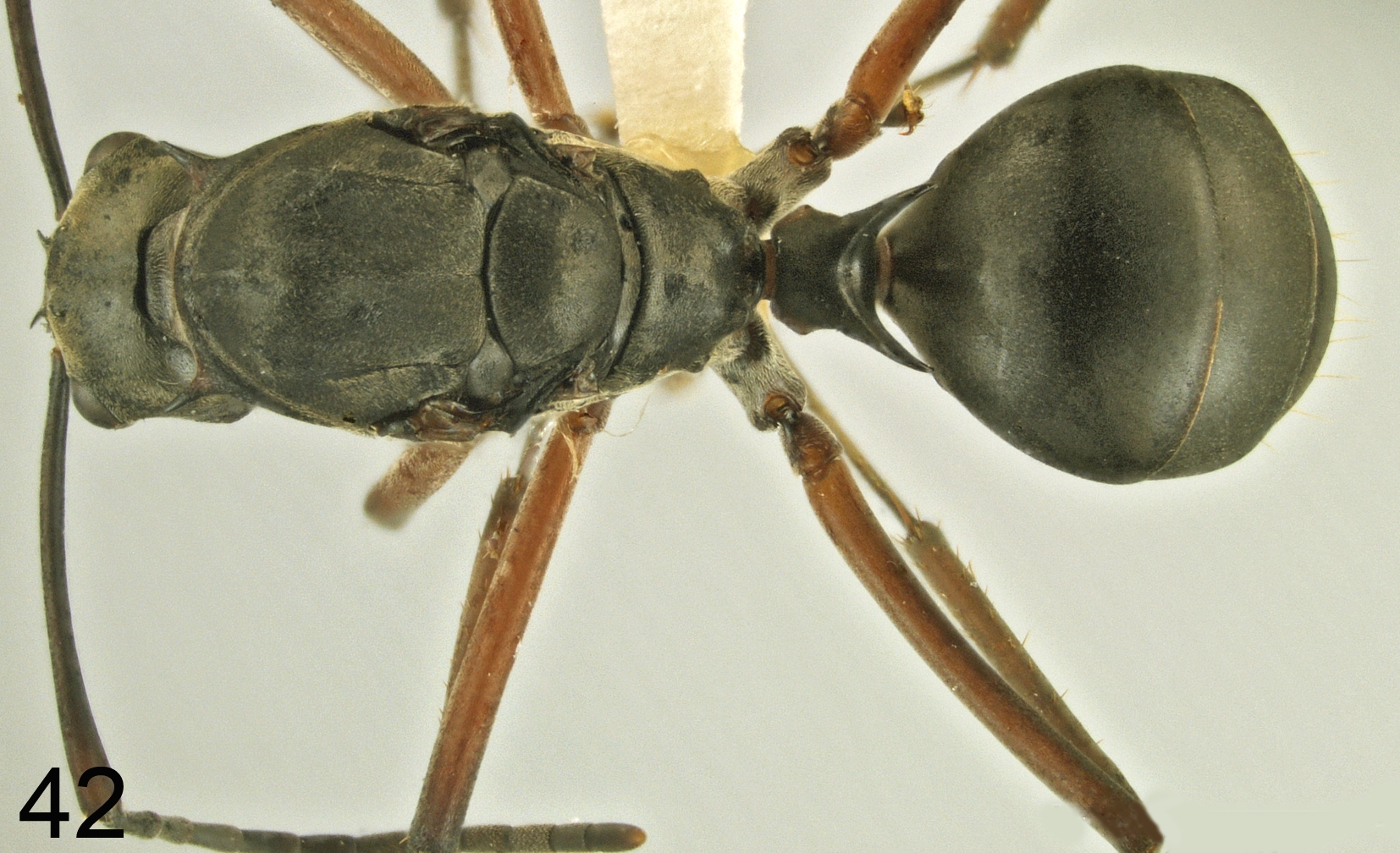 Foto Polyrhachis bellicosa Smith, 1859 dorsal