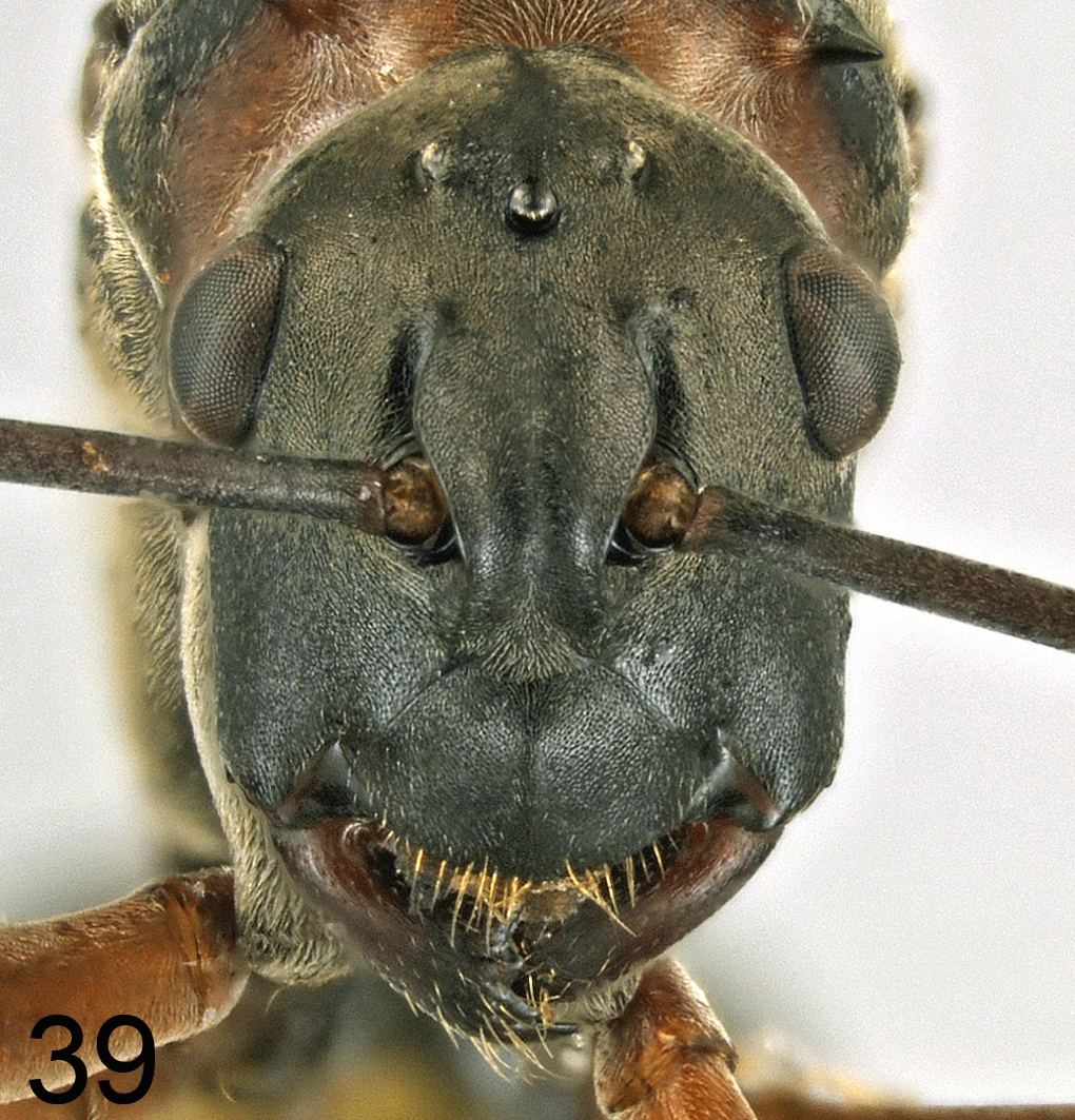 Foto Polyrhachis bellicosa Smith, 1859 frontal