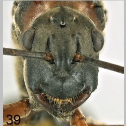 Polyrhachis bellicosa Smith, 1859 frontal