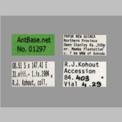 Polyrhachis bellicosa Smith, 1859 Label