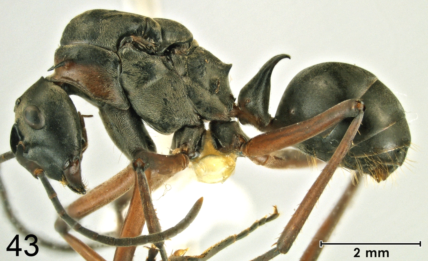 Foto Polyrhachis bellicosa Smith, 1859 lateral
