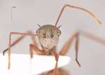 Polyrhachis bicolor Smith,1858 frontal